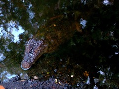Caiman crocodilus fuscus