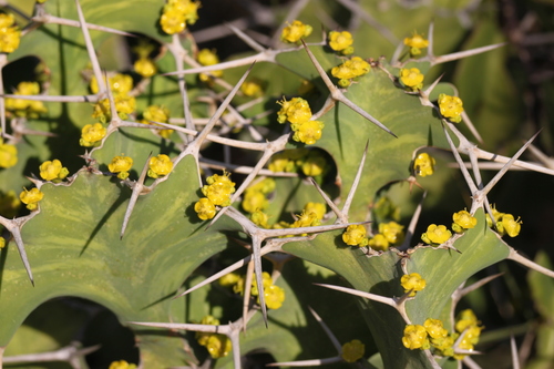 Euphorbia grandicornis ssp. grandicornis