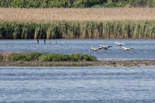 American White Pelican photographed in Delaware