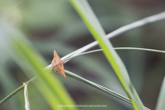 Striglina