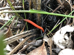 Clavulinopsis sulcata