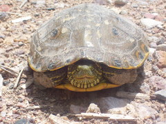 Trachemys hartwegi