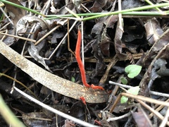 Clavulinopsis sulcata