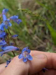 Penstemon radicosus