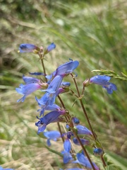 Penstemon radicosus
