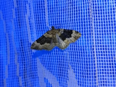 Epirrhoe galiata