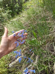 Penstemon radicosus
