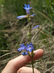 Penstemon radicosus