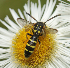 Sapyga centrata