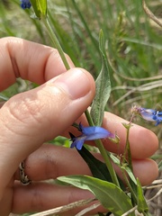 Penstemon radicosus