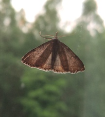 Pechipogo strigilata