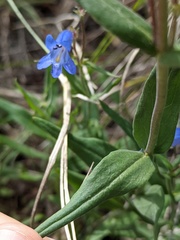 Penstemon radicosus