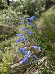Penstemon radicosus
