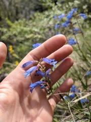 Penstemon radicosus
