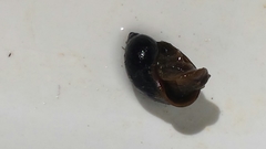Lymnaea