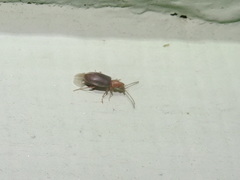 Notoxus murinipennis