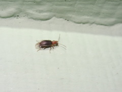 Notoxus murinipennis