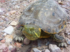 Trachemys hartwegi