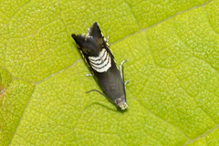 Grapholita compositella