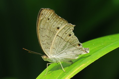 Junonia atlites atlites