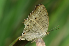 Junonia atlites atlites