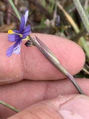 Sisyrinchium halophilum