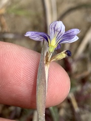 Sisyrinchium halophilum