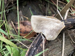 Conchomyces bursiformis