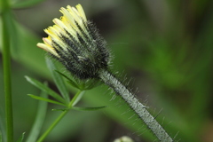 Pilosella schultesii