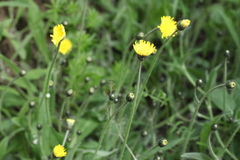 Pilosella schultesii