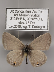 Euchrysops malathana