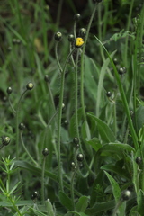 Pilosella schultesii