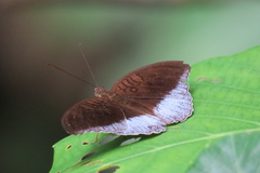 Tanaecia iapis puseda