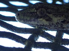 Mokopirirakau granulatus