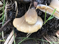 Conchomyces bursiformis