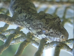 Mokopirirakau granulatus