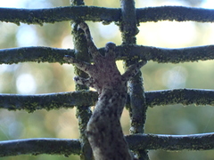 Mokopirirakau granulatus