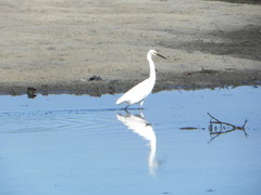 Egretta garzetta nigripes
