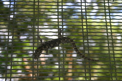 Mokopirirakau granulatus