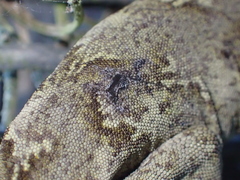 Mokopirirakau granulatus