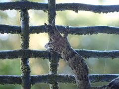 Mokopirirakau granulatus