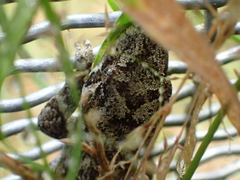 Mokopirirakau granulatus