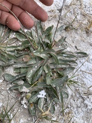 Crepis runcinata glauca