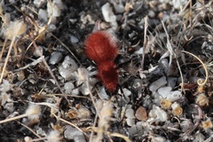 Dasymutilla flammifera