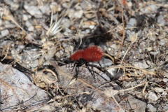 Dasymutilla flammifera