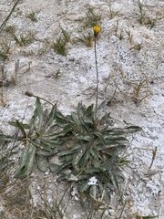 Crepis runcinata glauca