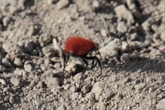 Dasymutilla flammifera