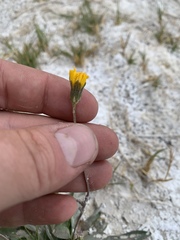Crepis runcinata glauca