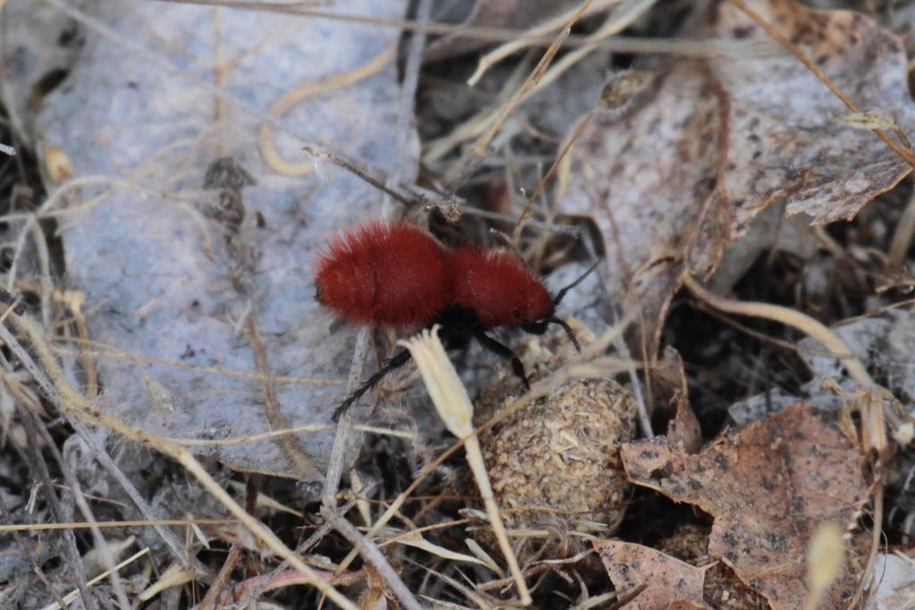 Dasymutilla flammifera