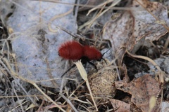 Dasymutilla flammifera